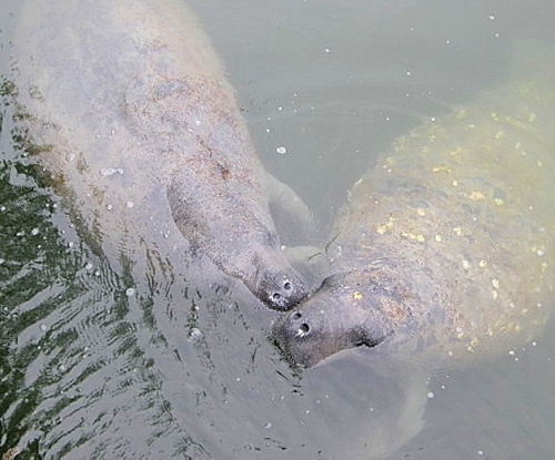 two manatee kissing with heads just above the water and looking up at the camera
